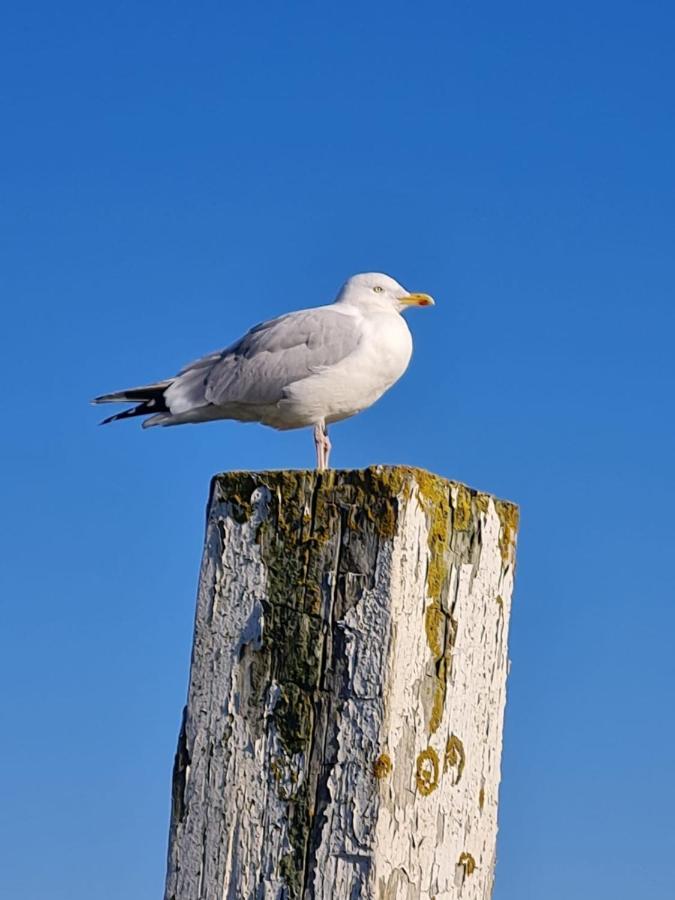 شقة Fewo Mit Meerblick - Direktzugang Zur Nordsee فيلهلمسهافن المظهر الخارجي الصورة